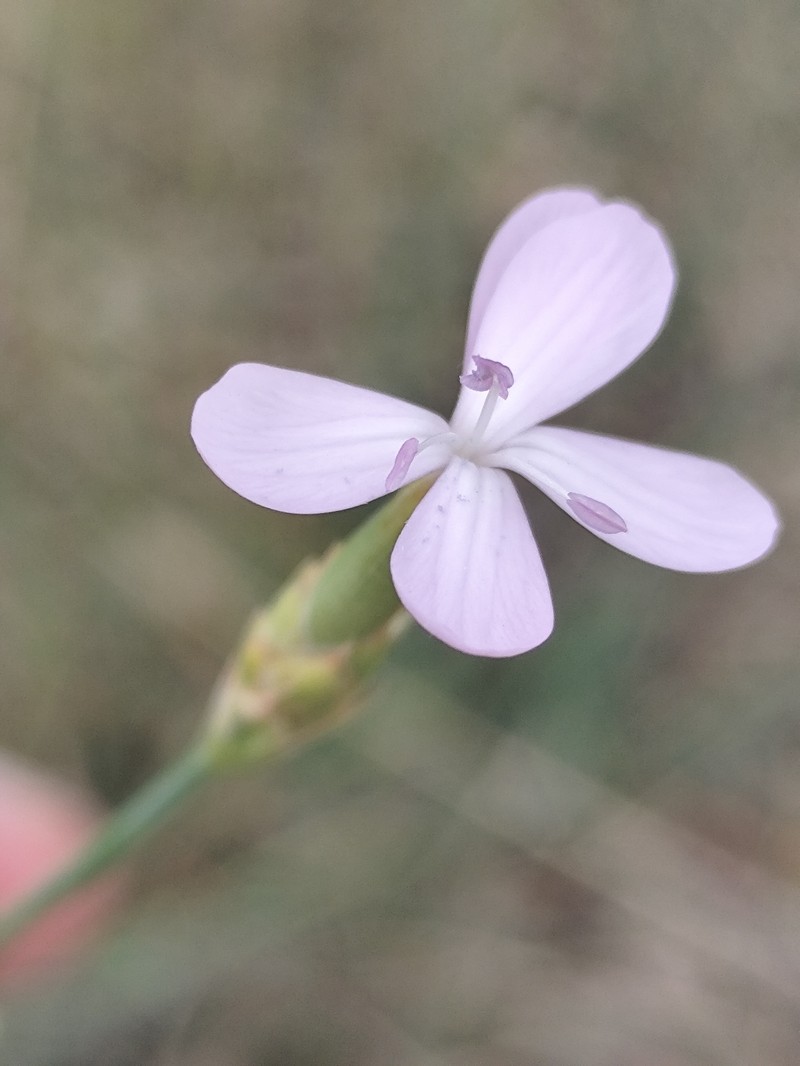 Dianthus ciliatus subsp. ciliatus