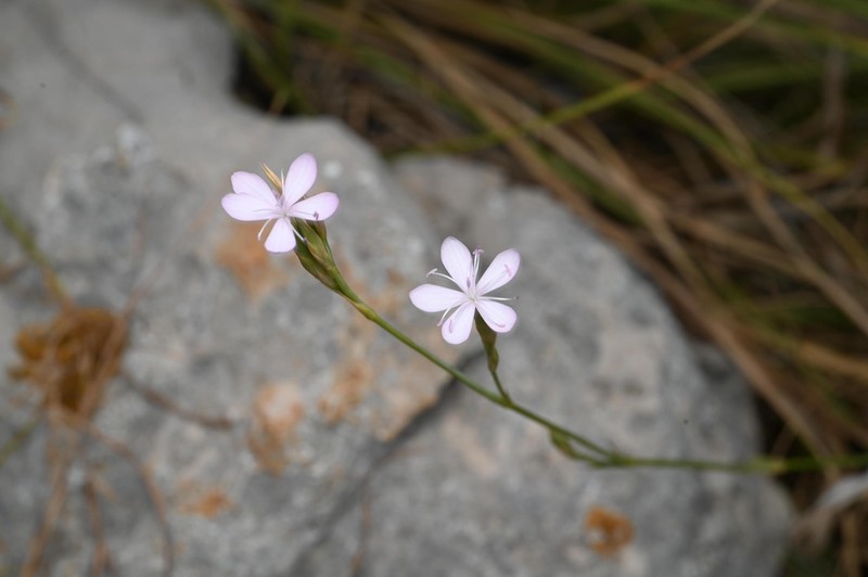 Dianthus ciliatus subsp. ciliatus photo 4