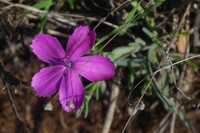 Dianthus cintranus subsp. cintranus