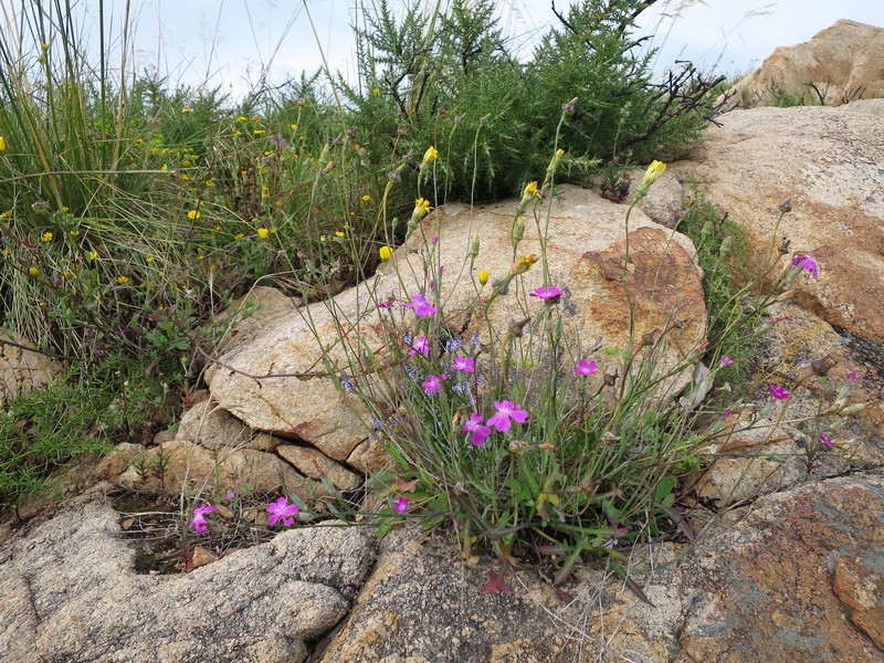 Dianthus cintranus subsp. cintranus photo 2