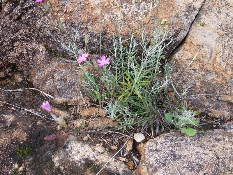 Dianthus cintranus subsp. cintranus photo 3