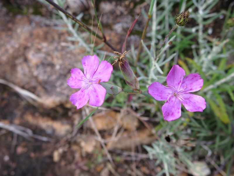 Dianthus cintranus subsp. cintranus photo 4
