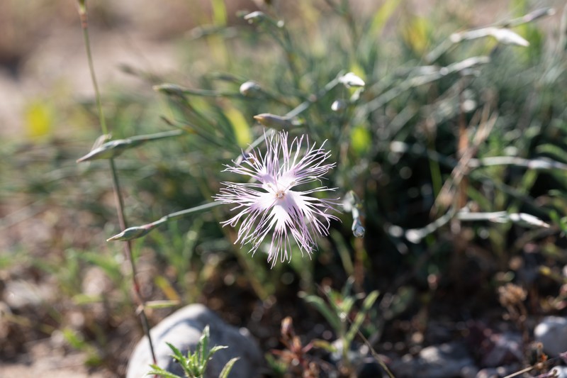 Dianthus crinitus subsp. crinitus
