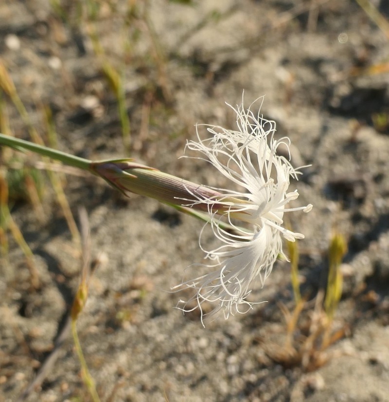 Dianthus crinitus subsp. crinitus photo 2