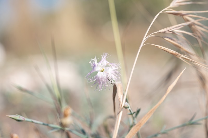 Dianthus crinitus subsp. crinitus photo 3