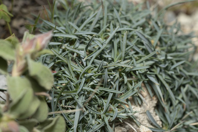 Dianthus crinitus subsp. crinitus photo 4