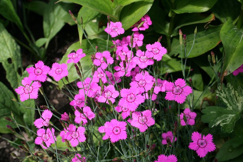 Maiden Pink