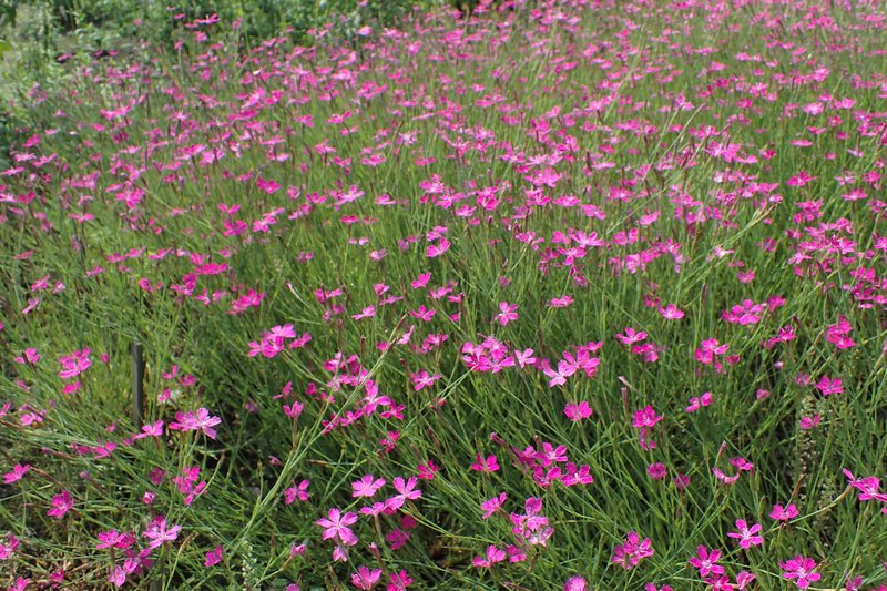 Maiden Pink photo 5