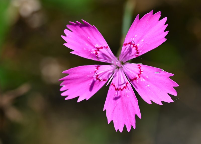 Maiden Pink photo 6