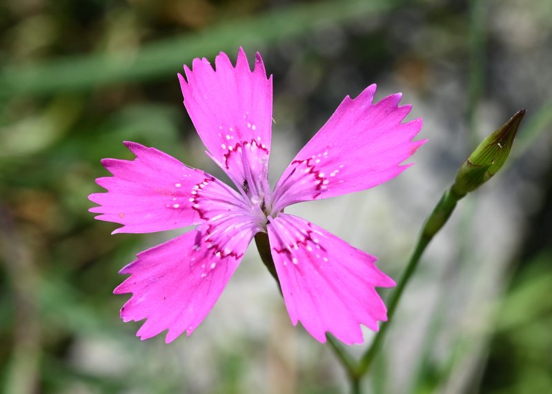 Maiden Pink photo 7