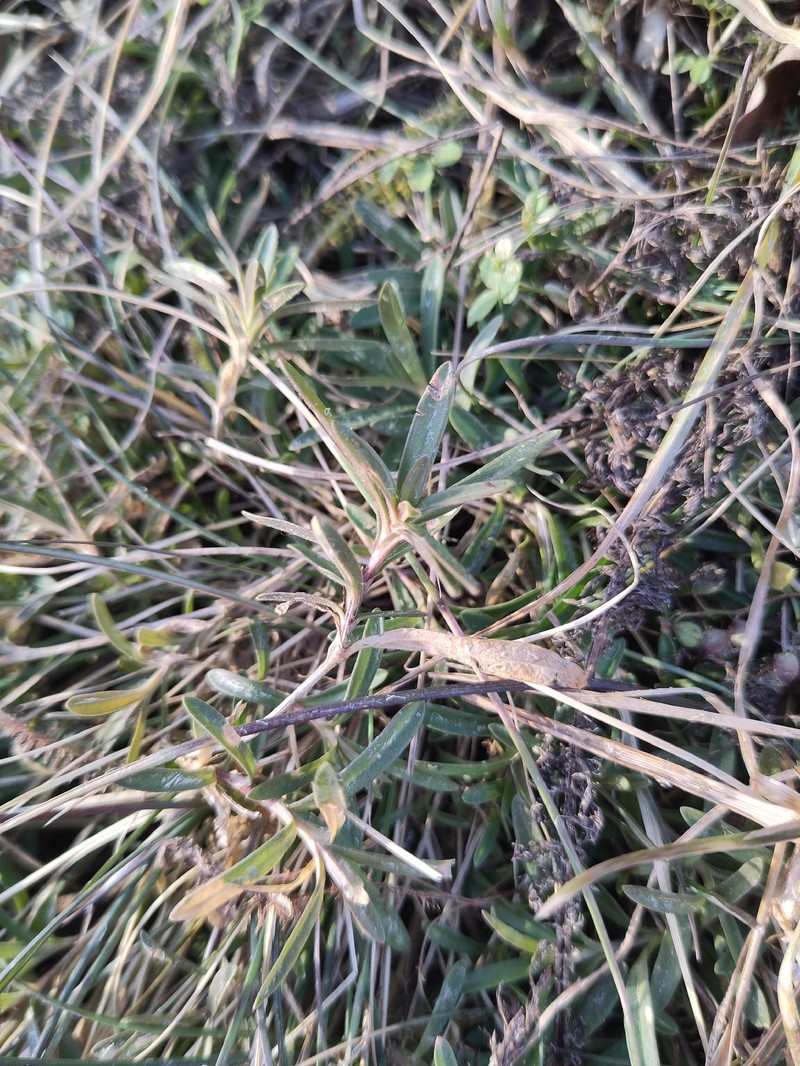 Dianthus deltoides subsp. deltoides
