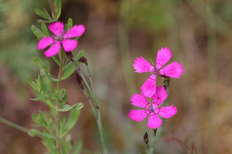 Dianthus deltoides subsp. deltoides photo 2