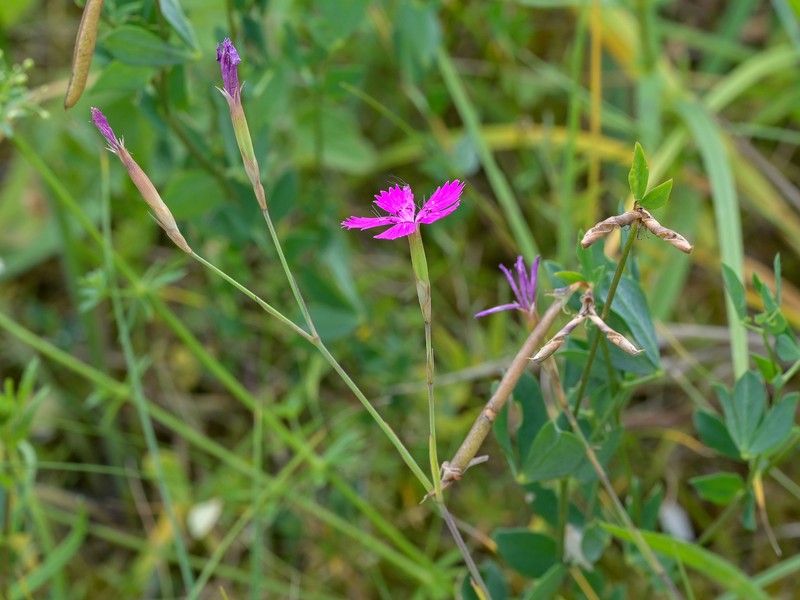 Dianthus deltoides subsp. deltoides photo 3