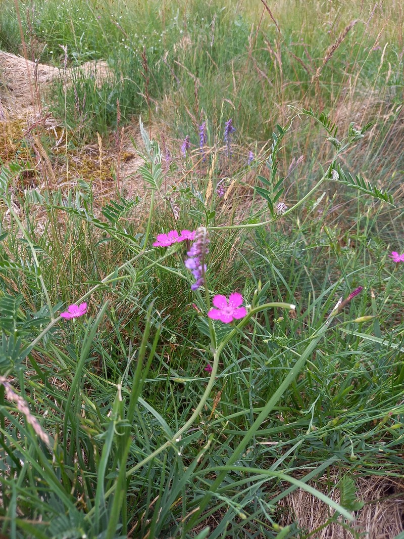 Dianthus deltoides subsp. deltoides photo 4