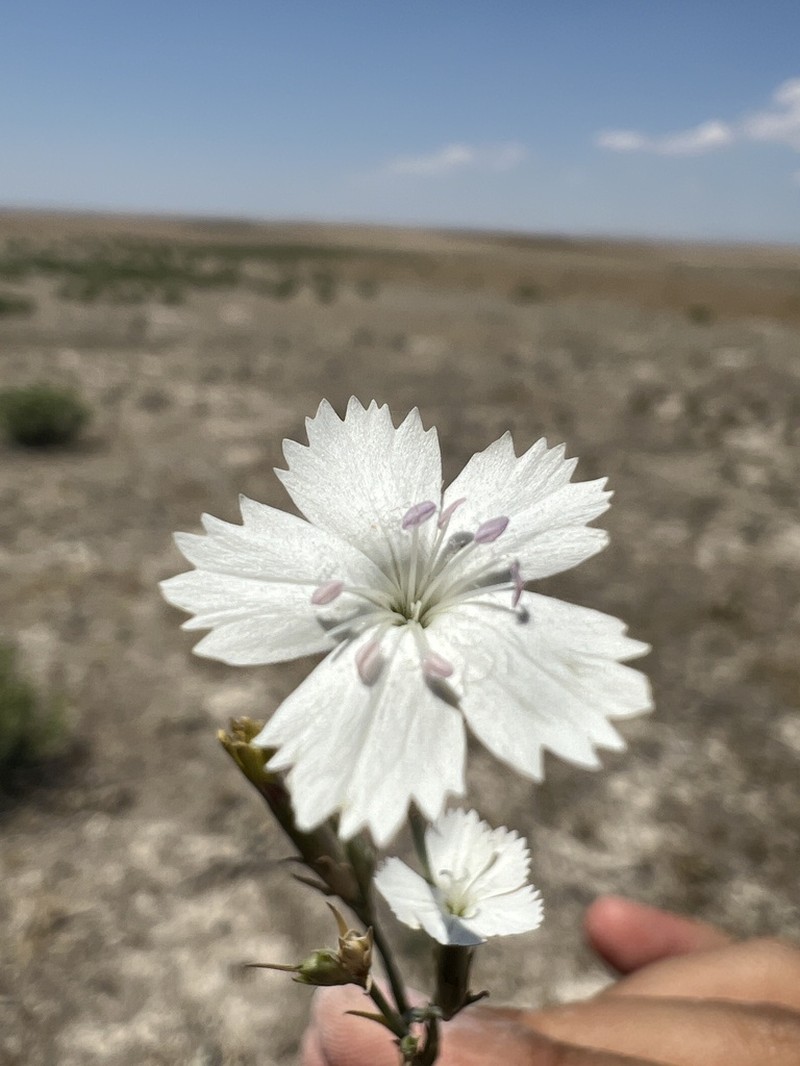 Dianthus dumanii