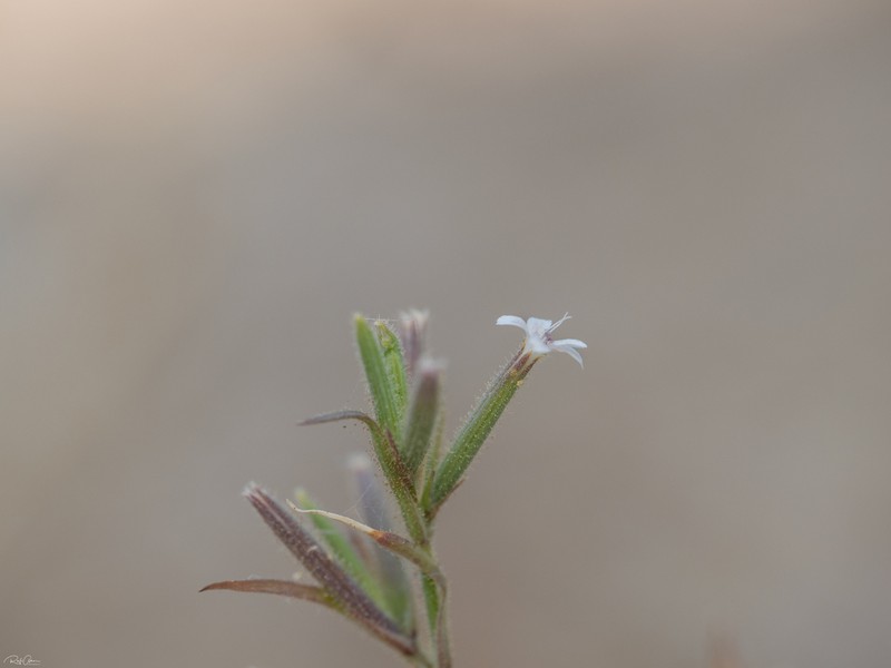 Dianthus fasciculatus