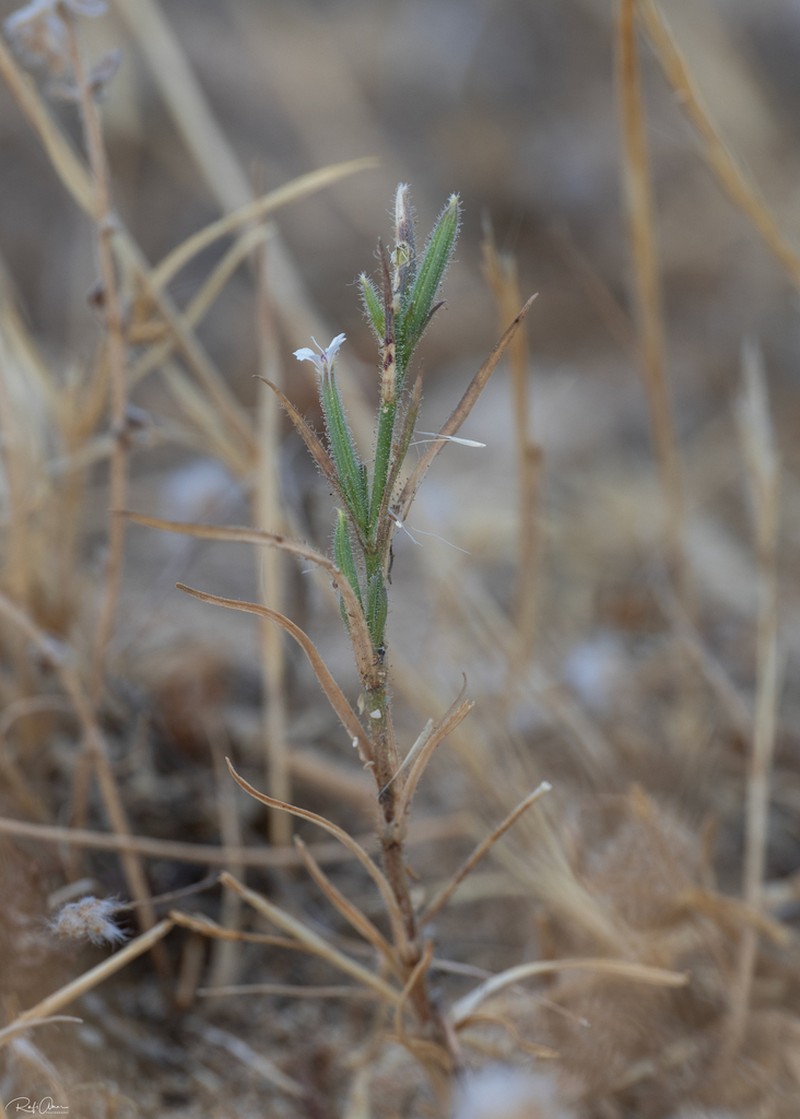 Dianthus fasciculatus photo 2