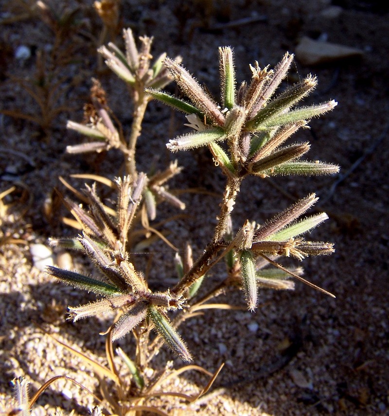 Dianthus fasciculatus photo 3