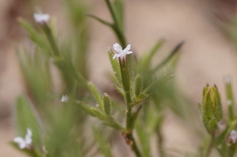 Dianthus fasciculatus photo 5