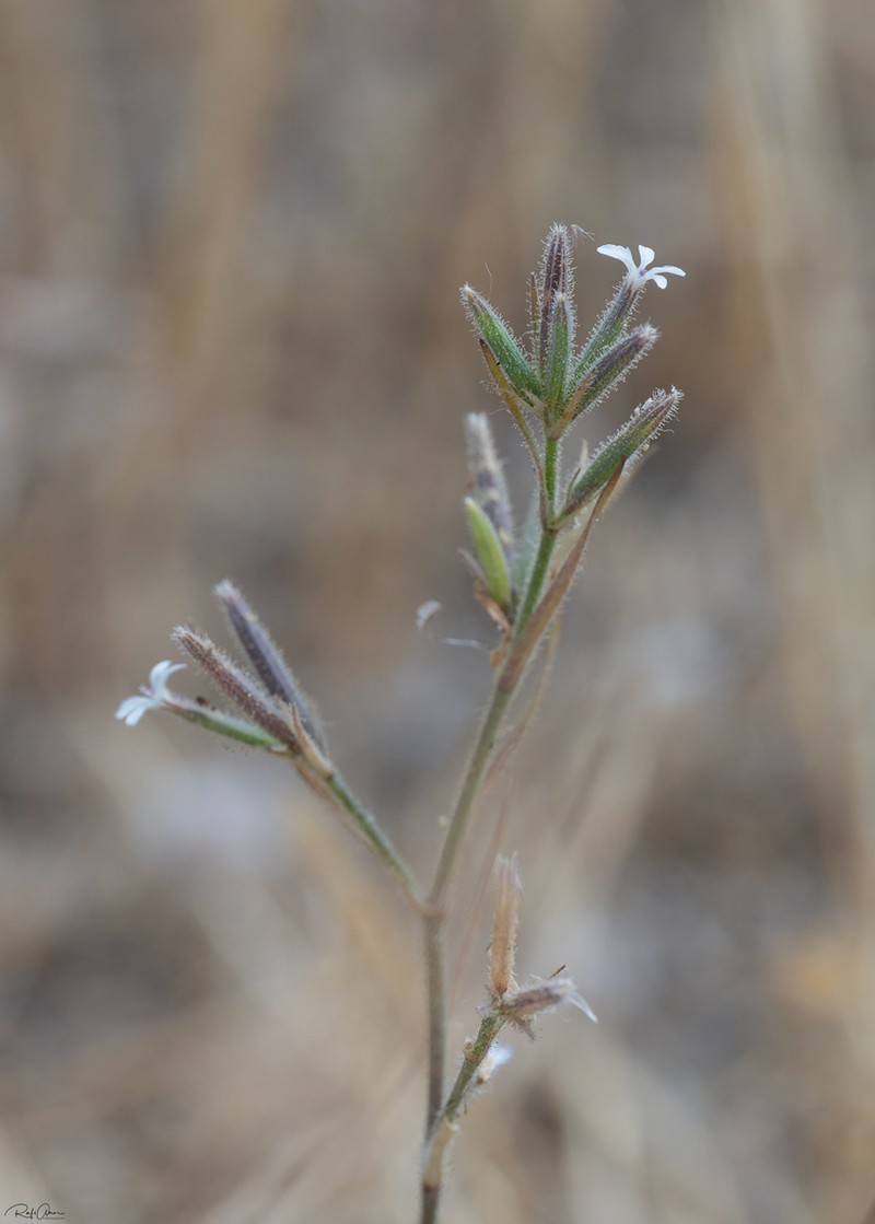 Dianthus fasciculatus photo 8