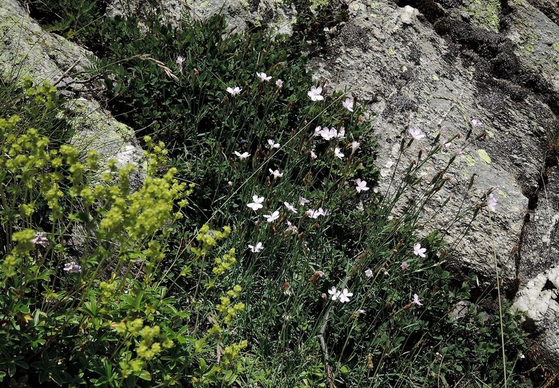 Dianthus furcatus subsp. furcatus