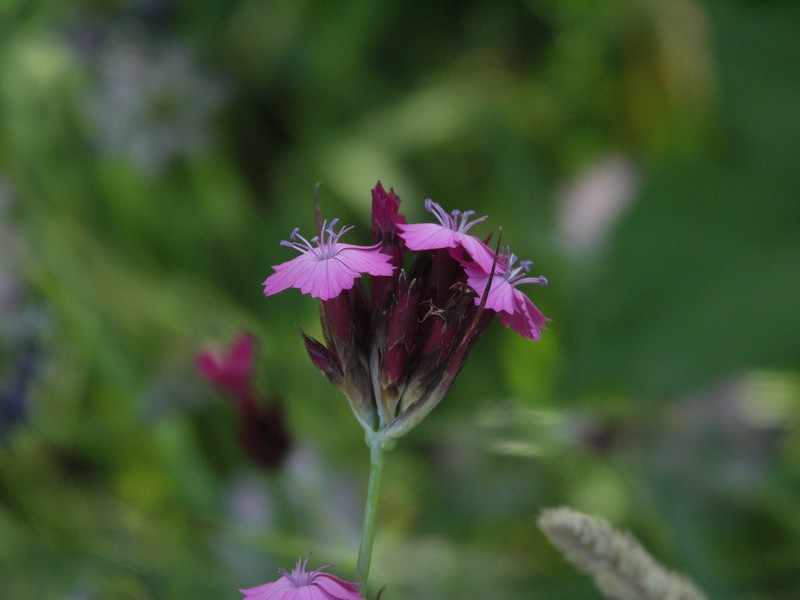 Dianthus giganteus subsp. giganteus