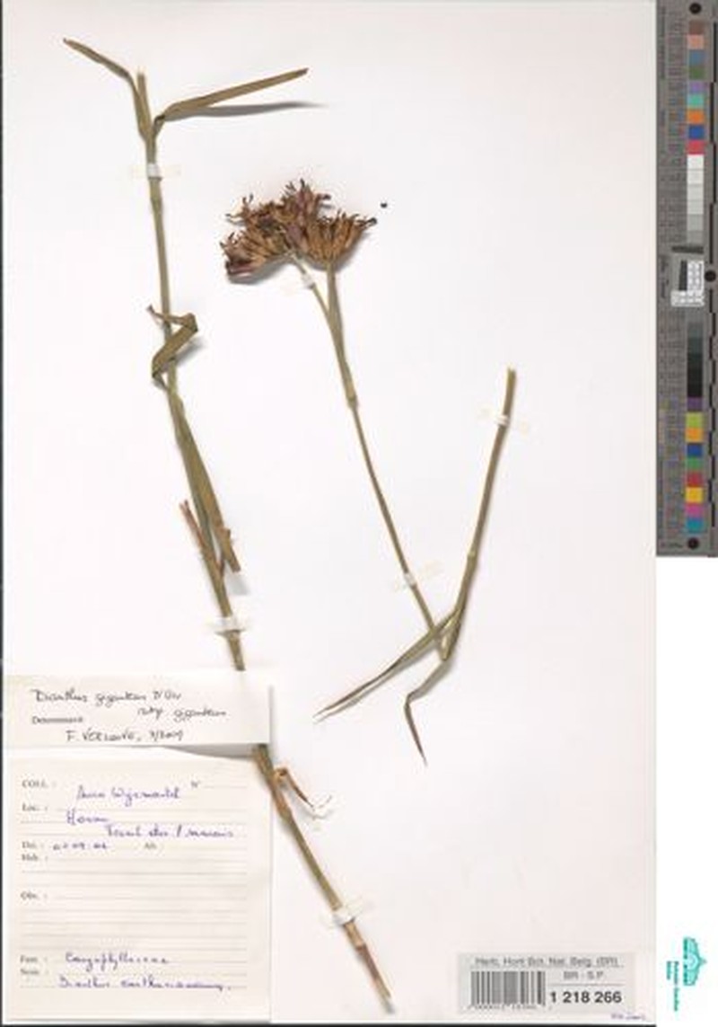 Dianthus giganteus subsp. giganteus photo 2