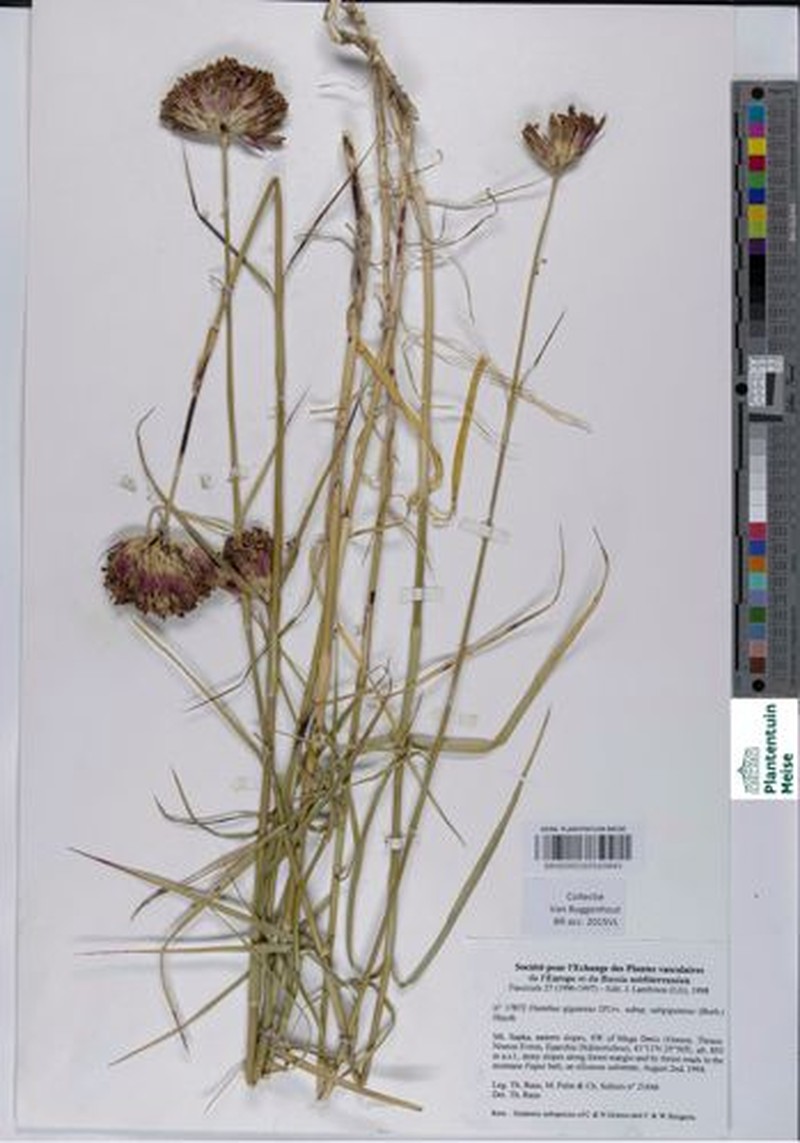 Dianthus giganteus subsp. giganteus photo 3