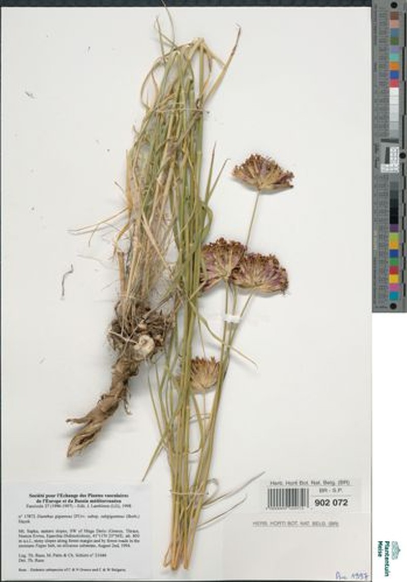 Dianthus giganteus subsp. giganteus photo 4