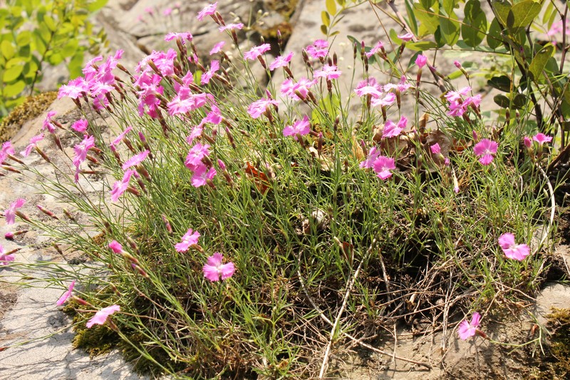 Cheddar Pink photo 4