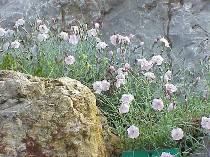 Cheddar Pink photo 5