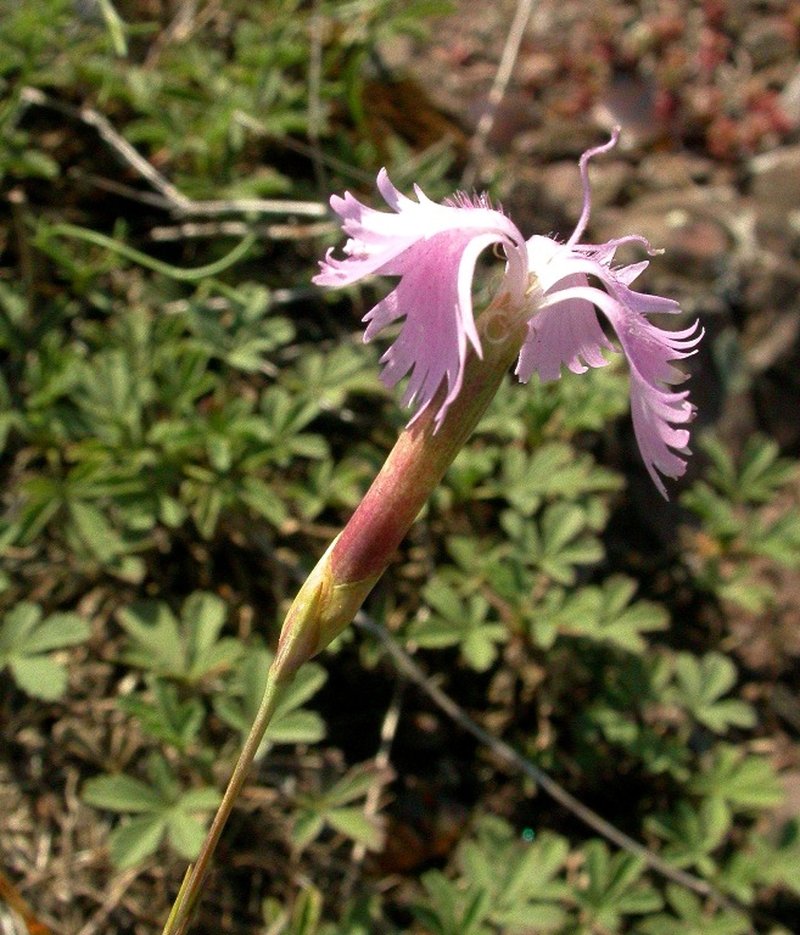 Cheddar Pink photo 6