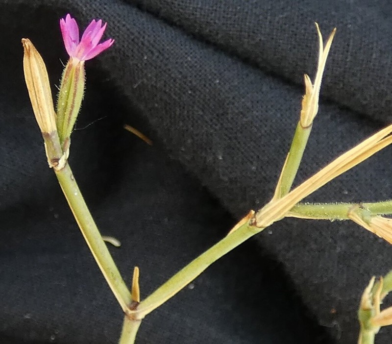 Dianthus hispidus
