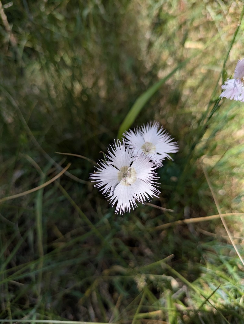 Dianthus hyssopifolius subsp. hyssopifolius