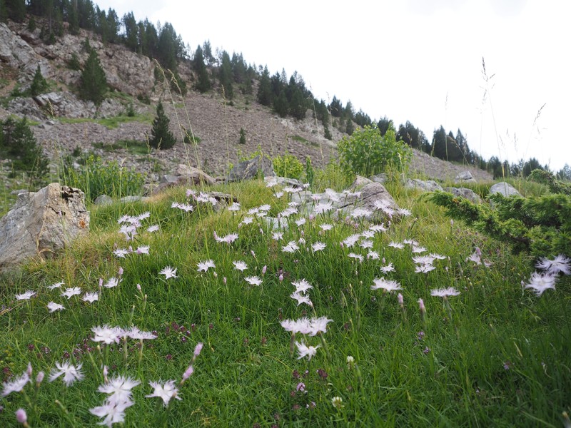 Dianthus hyssopifolius subsp. hyssopifolius photo 2