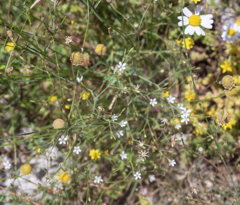 Dianthus illyricus