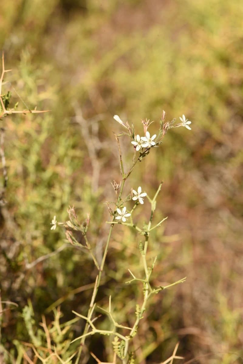 Dianthus illyricus photo 2