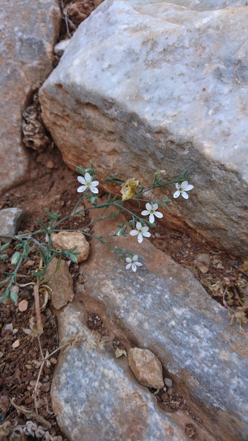 Dianthus illyricus photo 4