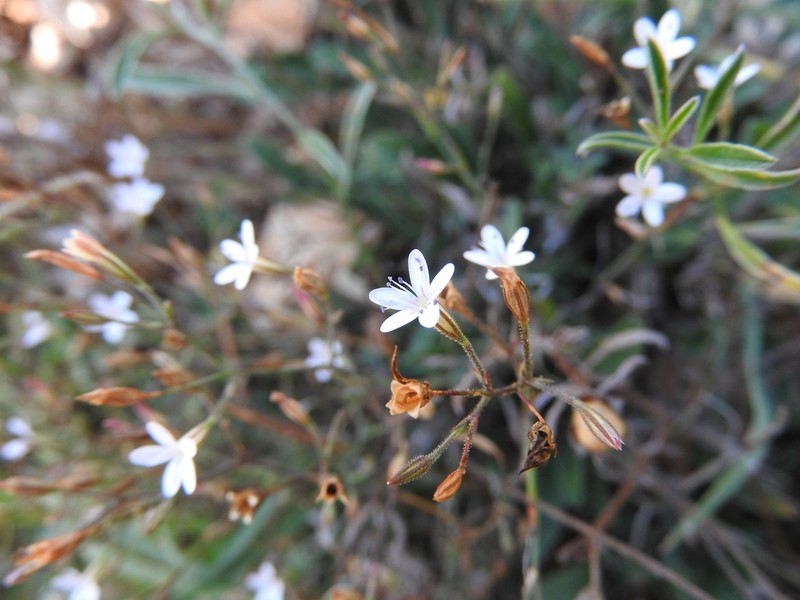 Dianthus illyricus photo 5