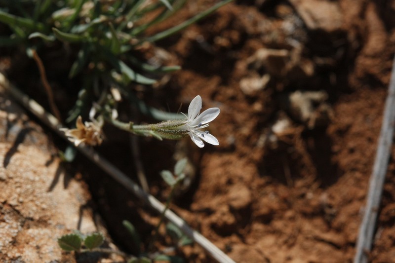 Dianthus illyricus photo 7