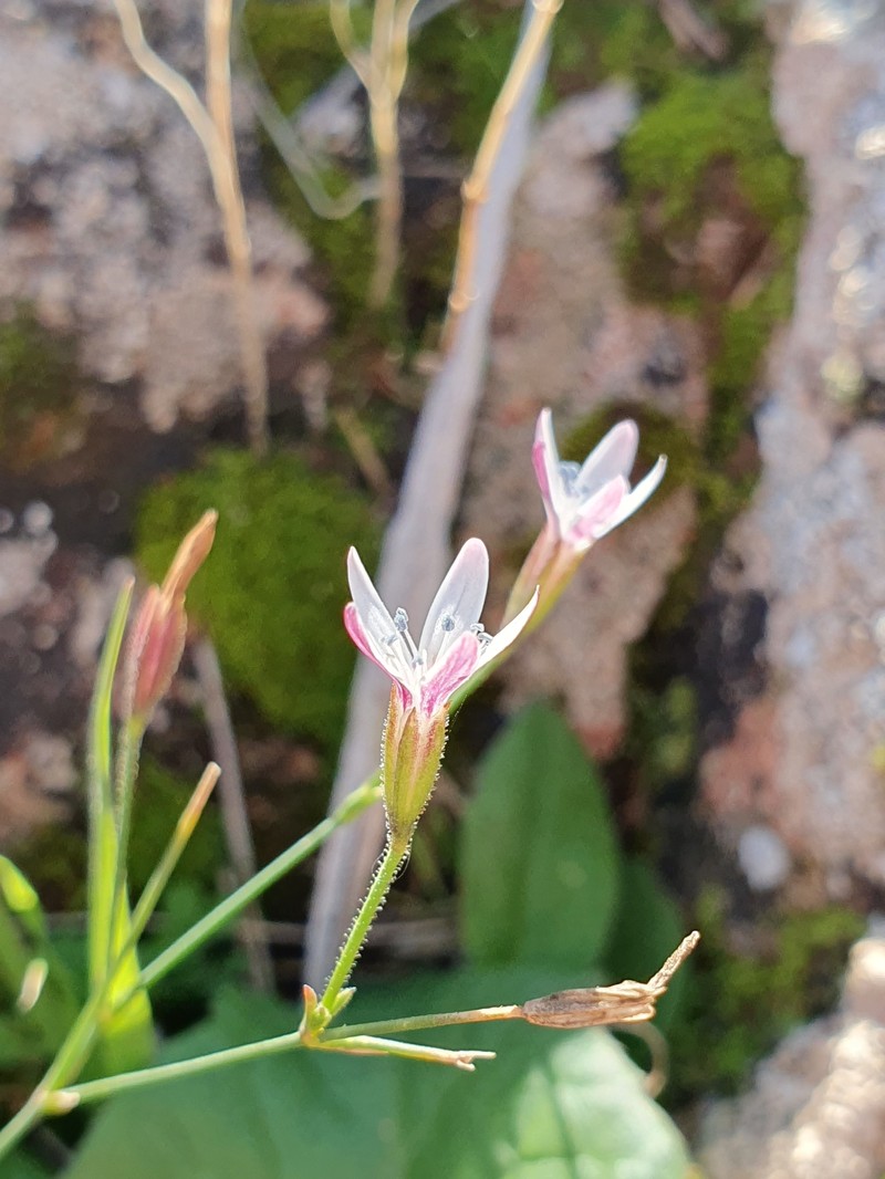 Dianthus illyricus subsp. angustifolius