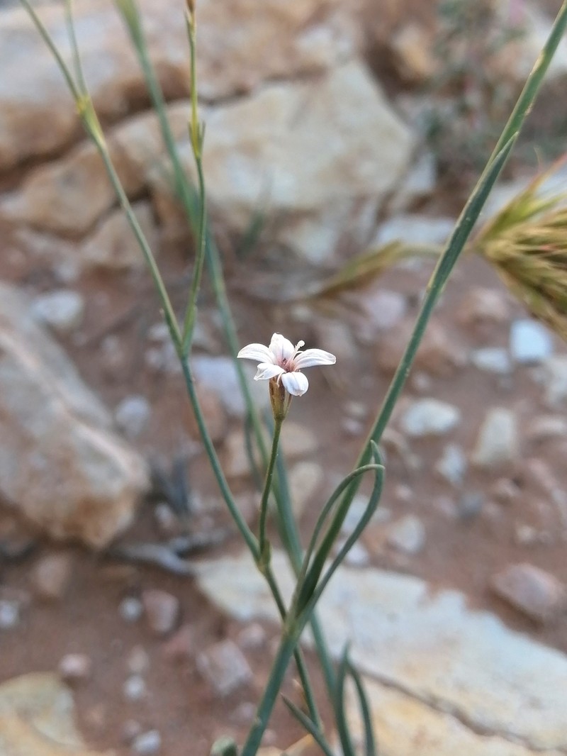 Dianthus illyricus subsp. angustifolius photo 2
