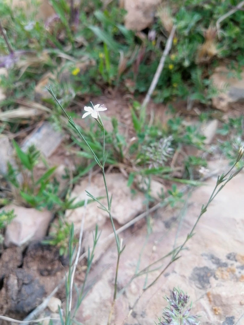 Dianthus illyricus subsp. angustifolius photo 3