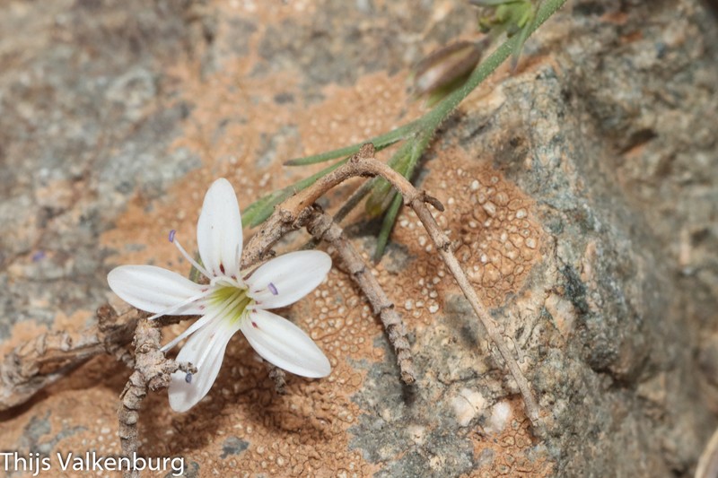 Dianthus illyricus subsp. angustifolius photo 4