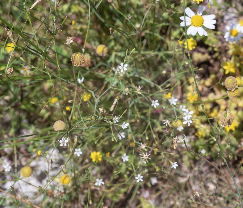 Dianthus illyricus subsp. haynaldianus photo 2