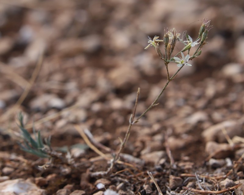 Dianthus illyricus subsp. haynaldianus photo 3