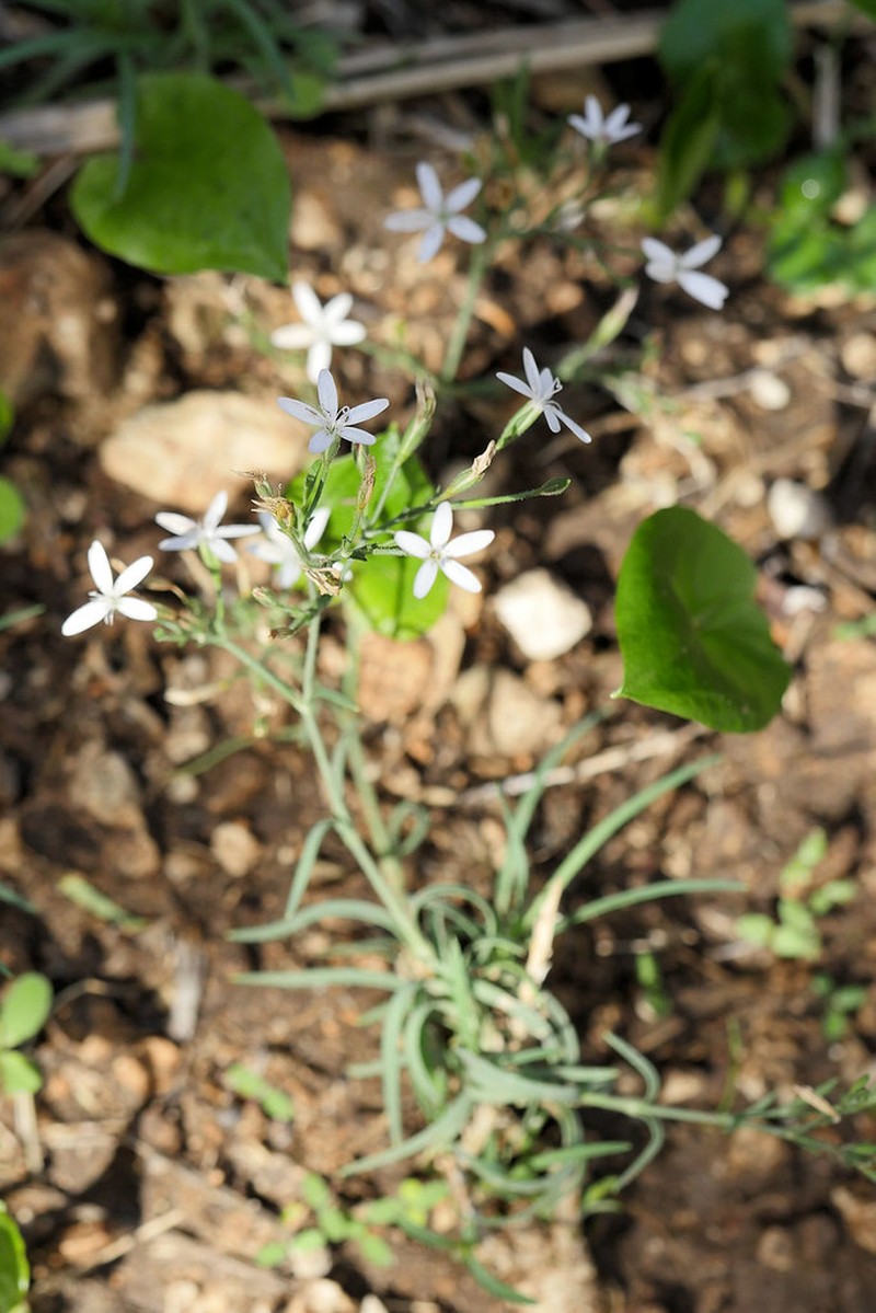 Dianthus illyricus subsp. haynaldianus photo 4