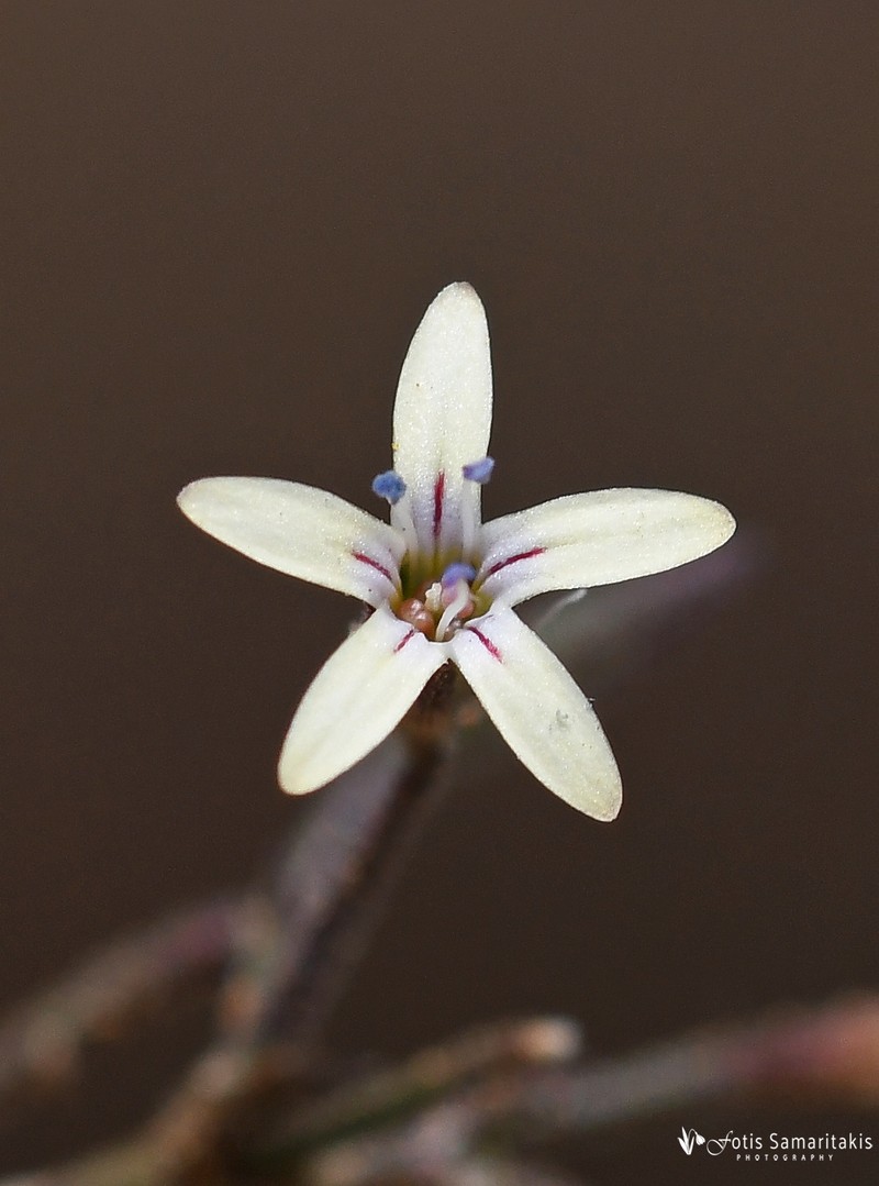 Dianthus illyricus subsp. taygeteus
