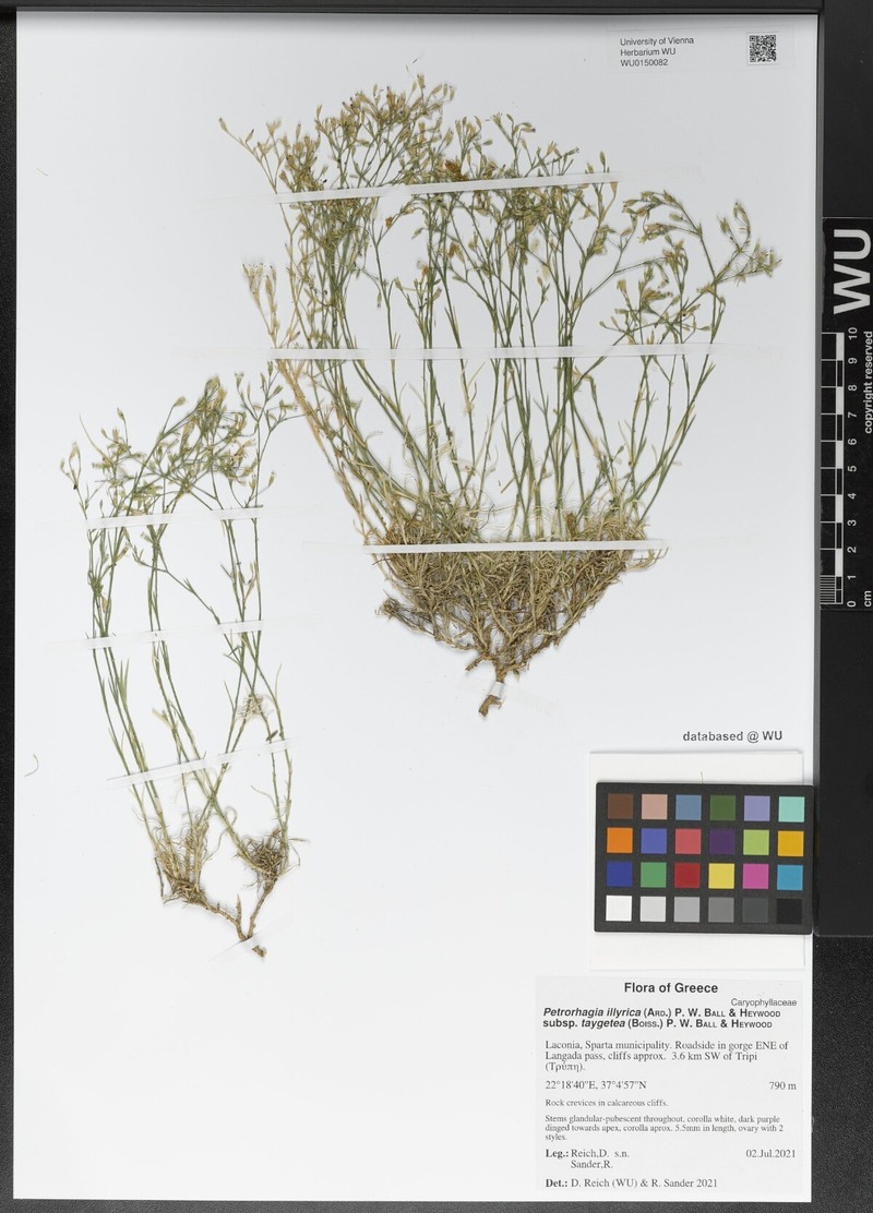 Dianthus illyricus subsp. taygeteus photo 2