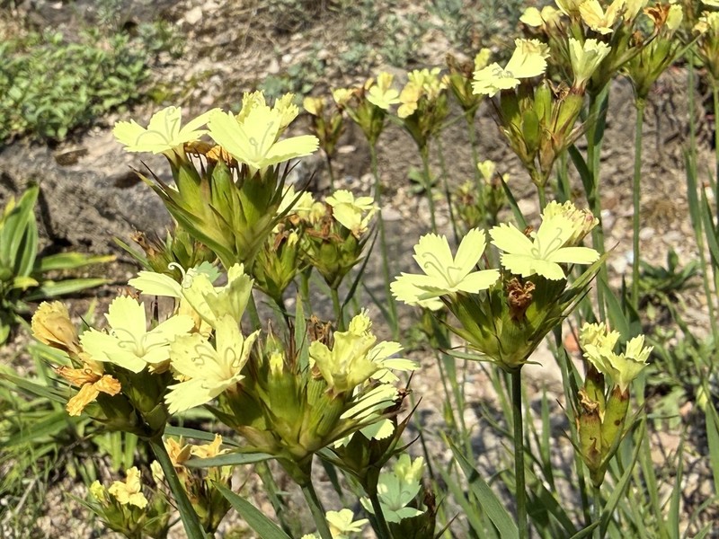 Dianthus knappii